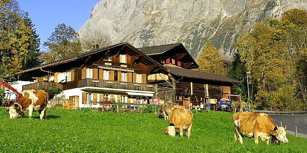 Bernese Alps, cows and landscape